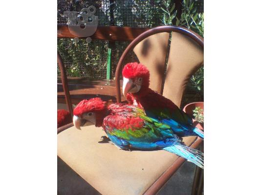 Παπαγάλοι Macaw από το εκτροφείο